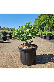 Ginkgo biloba Troll C6 Lit. 30/+ cm
