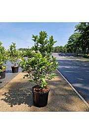 Magnolia Susan C20 Lit. 60-80 cm