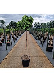 Ginkgo biloba Troll C18 Lit. Na steblu 100 cm