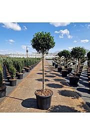 Ilex meserveae Blue Maid C35 Lit. Na stabljici 80 cm Kruna 50/+ cm