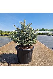 Picea pungens Sester Blue C35 Lit. 80-90 cm