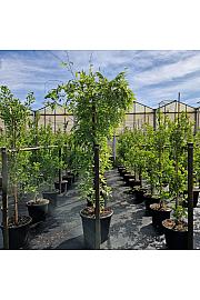 Wisteria sinensis Alba C65 Lit. schm Na steblu 180 cm