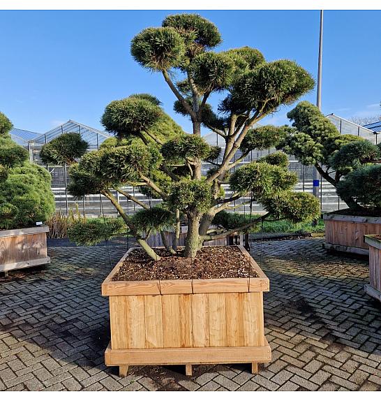 Pinus mugo Gnom v lesenem koritu 120x120 cm 200-225 cm Bonsai