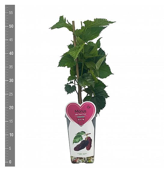 Morus alba Divovski plod C2 Lit. 30-40 cm