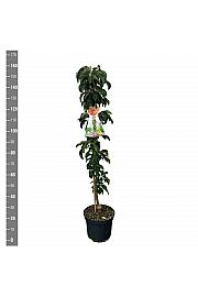 Malus domestica Gold Sensation C12 Lit. 125-150 cm Stupasta