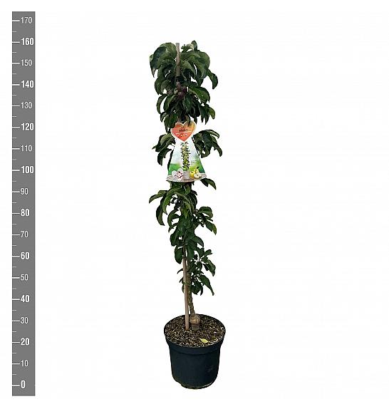 Malus domestica Gold Sensation C12 Lit. 125-150 cm Stupasta