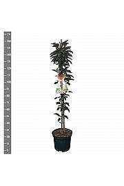 Malus domestica Crveni list C12 Lit. 125-150 cm Stupolik