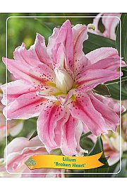 Lilium Broken heart Ø11