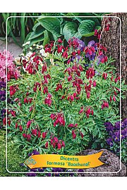 Dicentra Formosa Bacchanal  Ø11