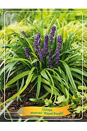 Liriope muscari Royal Purple Ø11