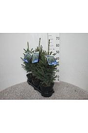 Picea lauca Super Green C3 Lit. 40 cm