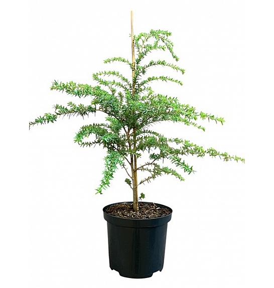 Tsuga heterophylla C2,5 Lit. 30-40 cm