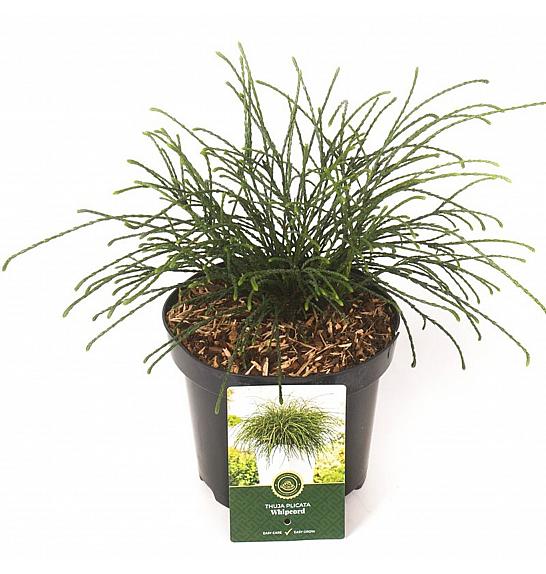 Thuja plicata Whipcord C2,5 Lit. 20-25 cm