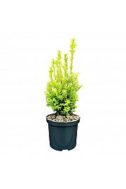 Taxus media Tymon ᴾᴿ C2.5 Lit. 30-40 cm