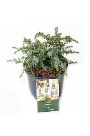 Juniperus communis Silver Carpet GA C2.5 lit. 20-25 cm