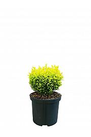 Chamaecyparis lawsoniana Otok s blagom C2,5 lit. 15-20 cm