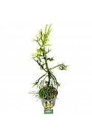 Cryptomeria japonica Kyara Gold ᴾᴿ C2.5 lit. 30-40 cm