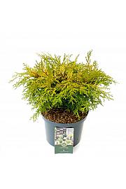 Chamaecyparis obtusa Kamarachiba C5 Lit. 30-40 cm