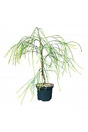 Chamaecyparis lawsoniana Zlatni prskalica C2,5 lit. 50-60 cm