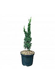 Chamaecyparis lawsoniana Wissels Saguaro C2.5 lit. 25-30 cm