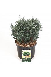 Chamaecyparis pisifera Blue Moon ᴾᴿ C5 Lit. 30-40 cm
