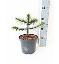 Araucaria araucana C2,5 Lit. 15-20 cm