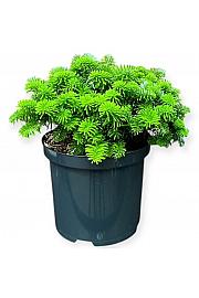 Abies koreana Brillant C5 Lit. 30-40 cm