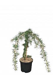 Cedrus deodara C5 Lit. 40-50 cm