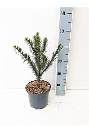 Araucaria araucana C5 Lit. 30-40 cm