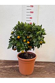 Citrus microcarpa Calamondin Ø28 Na steblu 30 cm