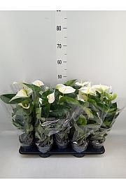 Anthurium andr. Ø12 Bijeli