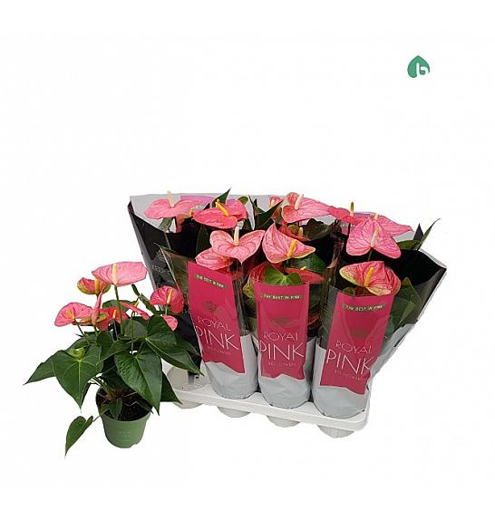 Anthurium andr. Ø14 Ružičasti