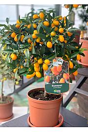 Citrus japonica Kumquat Ø20 - AA