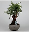 Araucaria Cunninghamii; Ø30; 70-80 cm; Bonsai