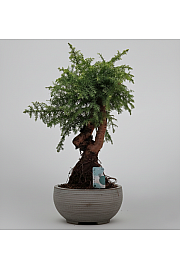 Araucaria Cunninghamii; Ø30; 70-80 cm; Bonsai