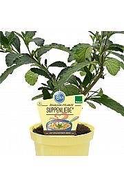 Cordia verbenacea; Bouillon; Ø12; 700884; BLU