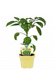 Capsicum annuum Poxigo F1; Feferoni Pimientos; Ø12; 690046; BLU