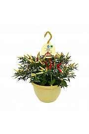 Capsicum annuum; Chili; Ø27; 700085; PLAVA