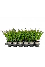 Juniperus horizontalis Andorra compact Ø9