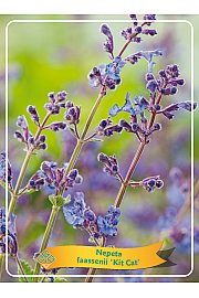 Nepeta faassenii Kit Cat Ø11
