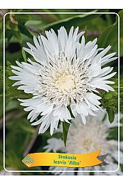 Stokesia leavis Alba Ø11
