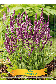 Salvia Rosakönigin Ø11