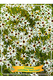 Coreopsis verticillata Fool's Gold Ø11