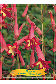 Phygelius rectus African Queen Ø11