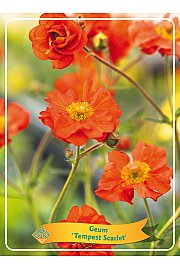 Geum Tempest Scarlet Ø11