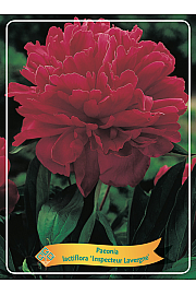 Paeonia lactiflora Inspecteur Lavergne Ø11