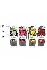 Rosa struik Mix CAT 1 floribunda C3 Lit. 10-15 cm