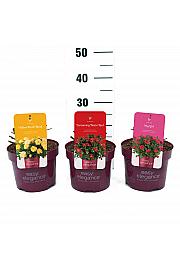 Rosa struik Mix EASY ELEGANCE C3 Lit. 10-15 cm