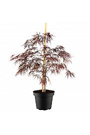 Acer palmatum Inaba Shidare C5 Lit. 40-50 cm