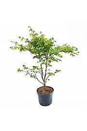 Acer palmatum Osakazuki C5 Lit. 40-50 cm